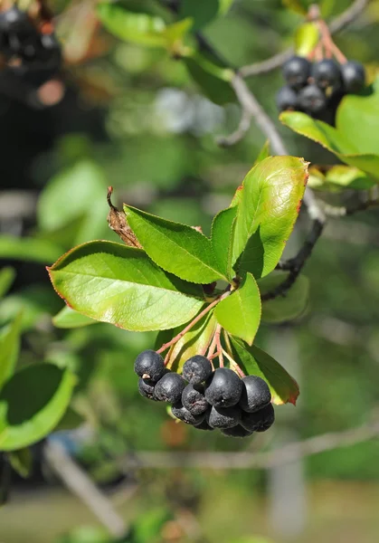 Framboise noire (Aronia melanocarpa ) — Photo