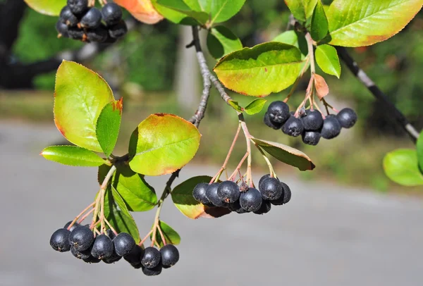 Czarny ashberry (Aronia melanocarpa) — Zdjęcie stockowe