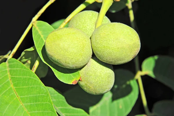 Nogueira (Juglans regia ) — Fotografia de Stock