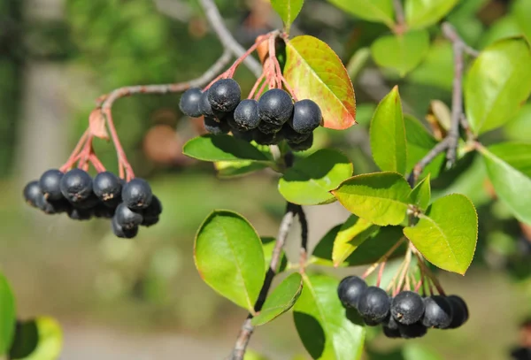 Fekete ashberry (Aronia melanocarpa) — Stock Fotó