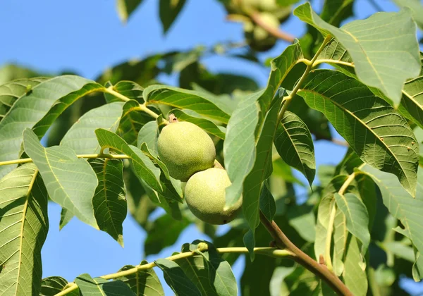 Walnut tree (Juglans regia) with fruit — Stock Photo, Image