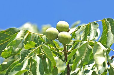 ceviz ağacı (juglans regia) meyve