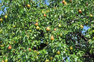 olgun armut dalın üzerinde