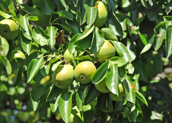 Ripe pear on the branch — Stock Photo, Image