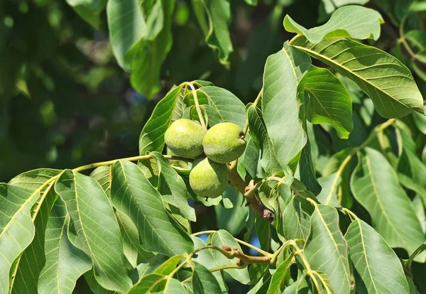 Pohon kenari (Juglans regia) dengan buah — Stok Foto