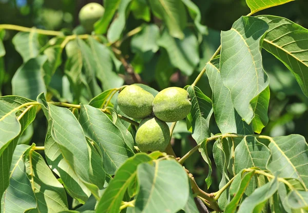 Walnut tree (juglans regia) met fruit — Stockfoto