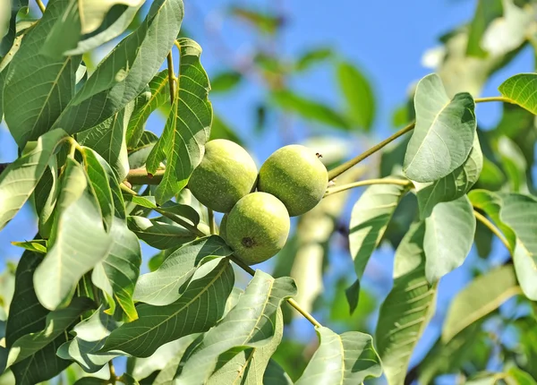 Walnut tree (juglans regia) met fruit — Stockfoto