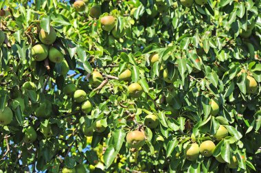olgun armut dalın üzerinde