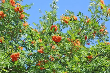 Üvez meyveleri, üvez (sorbus)