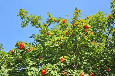 Üvez meyveleri, üvez (sorbus)