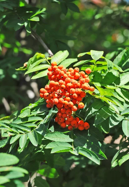 Bagas de Rowan, Cinza de montanha (Sorbus ) — Fotografia de Stock