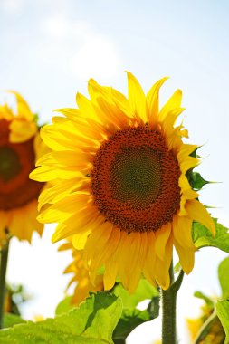 Ayçiçeği (gündöndü)