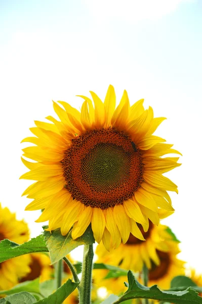 Sunflower (Helianthus) Royalty Free Stock Images