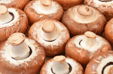 Champignon (gerçek mantar)