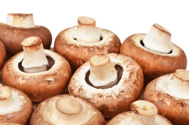 Champignon (gerçek mantar)