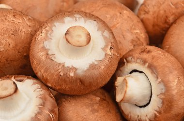 Champignon (gerçek mantar)