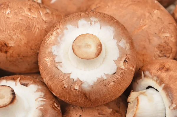 Champignon (True mushroom) — Stock Photo, Image