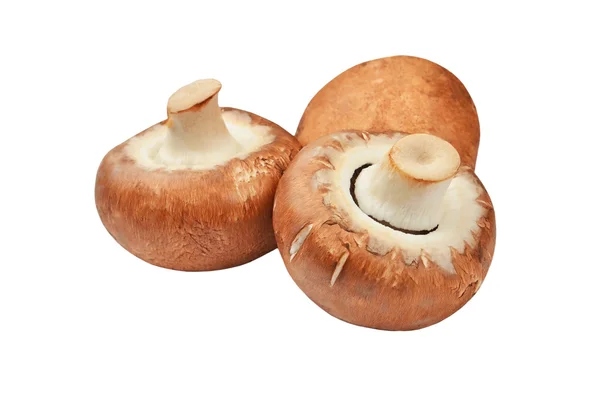 Champignon (True mushroom) — Stock Photo, Image