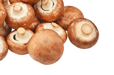 Champignon (True mushroom) clipart