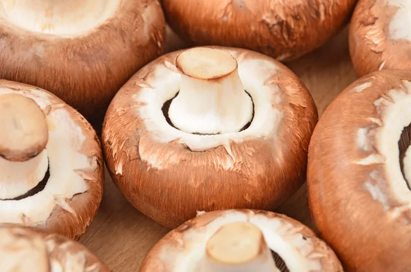 Champignon (True mushroom) — Stock Photo, Image