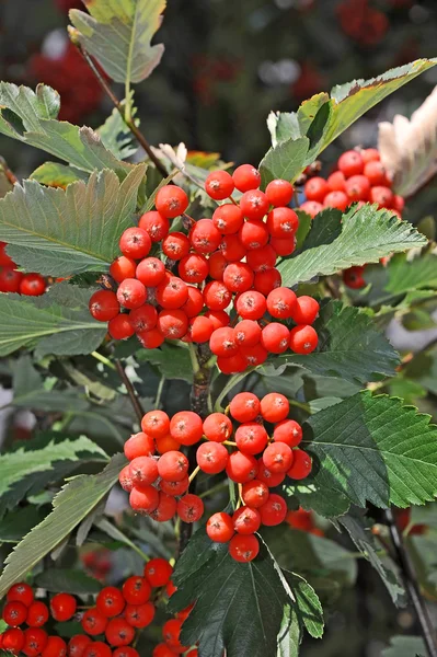 Głóg (Crataegus submollis Sarg.) — Zdjęcie stockowe