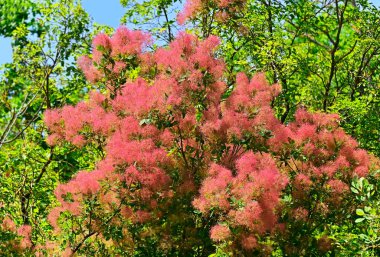 Cotinus ağacı Yazın güzel kırmızı cilt rengi