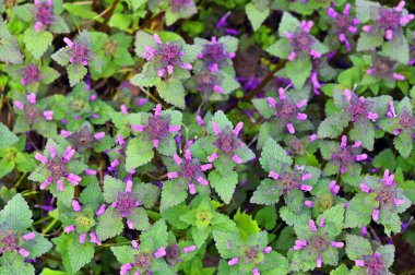 İlkbaharda kırmızı ölü ısırgan otu mor melittis (Lamium mor) çiçeği