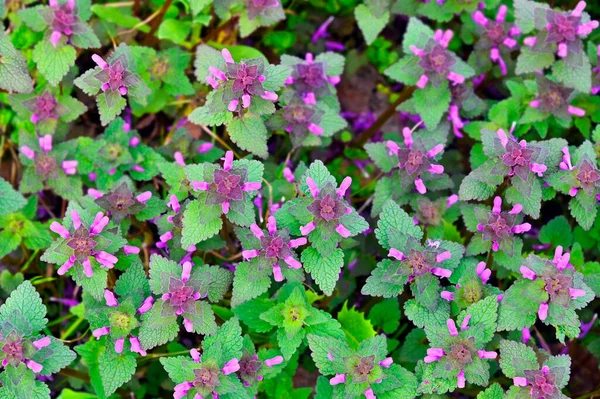 İlkbaharda kırmızı ölü ısırgan otu mor melittis (Lamium mor) çiçeği