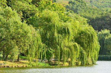 Weeping willow over river