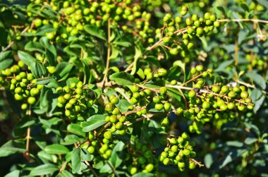 Çalı üzerinde yeşil mahrem (Ligustrum vulgare) üzümler