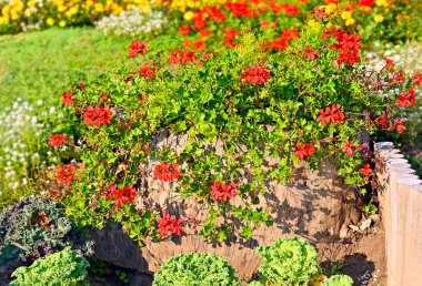 Tahta çiçek tarhında kırmızı sardunya (Pelargonium peltatum)