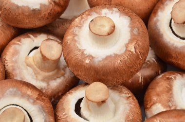 Champignon (gerçek mantar)