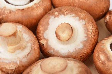 Champignon (gerçek mantar)