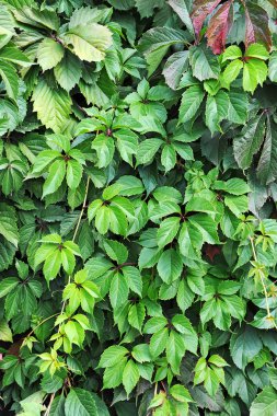 Vahşi asma yaprağı