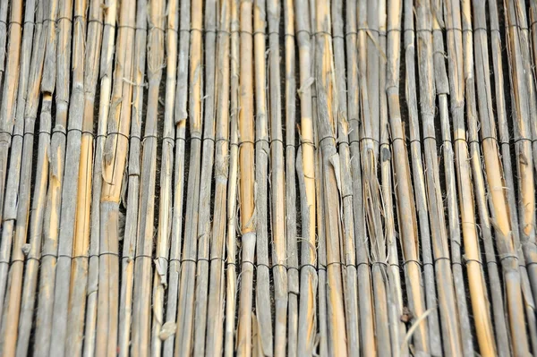 Dry reed background — Stock Photo, Image