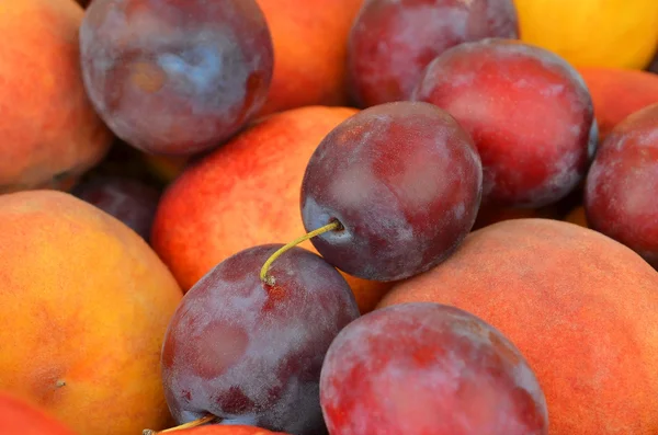 Plum and peach Royalty Free Stock Photos