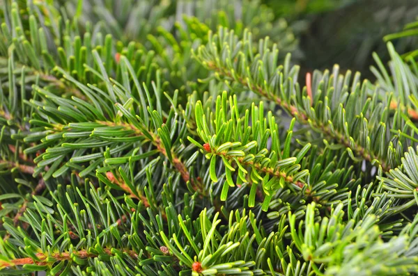 FIR tree, närbild — Stockfoto