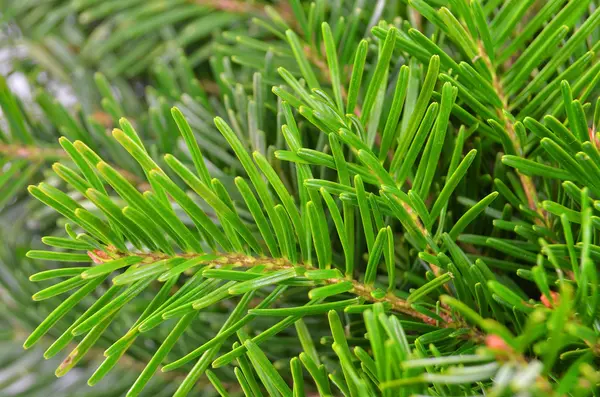 FIR tree, närbild — Stockfoto