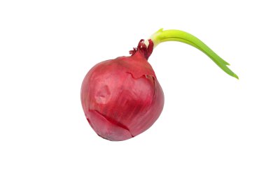 Red onion with green sprout clipart