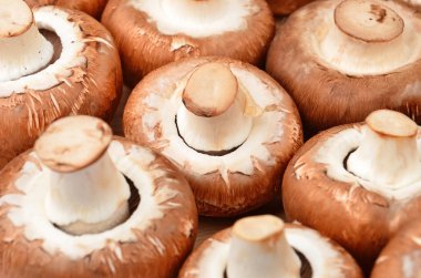 Champignon (gerçek mantar)