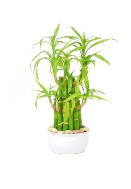 Şanslı bambu (Dracaena sanderiana)
