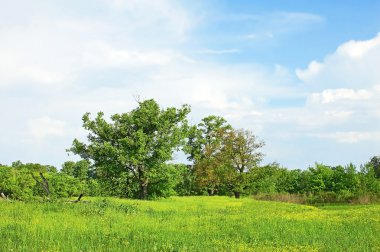 çayır bahar meşe ağacı