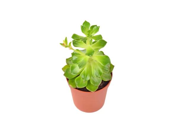 다 육 식물 sempervivum — 스톡 사진