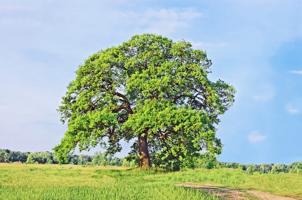 Bahar meşe ağacı — Stok fotoğraf