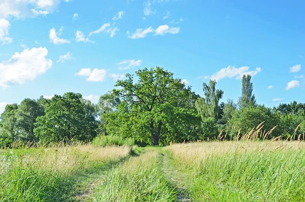 Spring oak tree — Stock Photo, Image