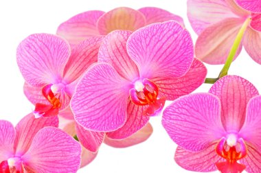 Pembe orkide çiçeği.