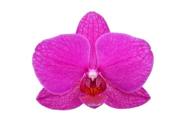 Mor orkide çiçeği.