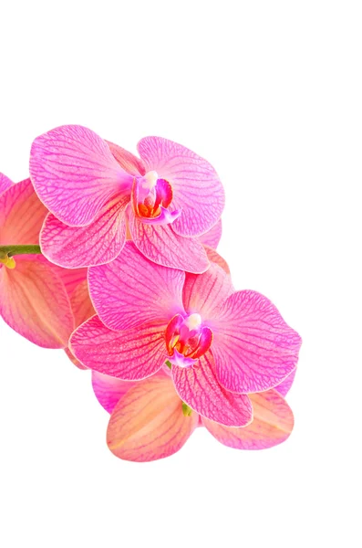 분홍빛 난초 꽃 — 스톡 사진
