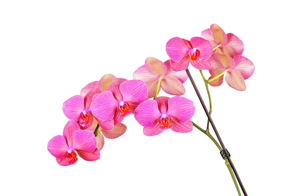 Roze orchidee bloem — Stockfoto