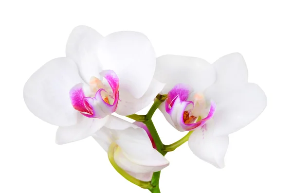 White orchid flower — Stock Photo, Image